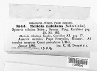 Meliola nidulans image